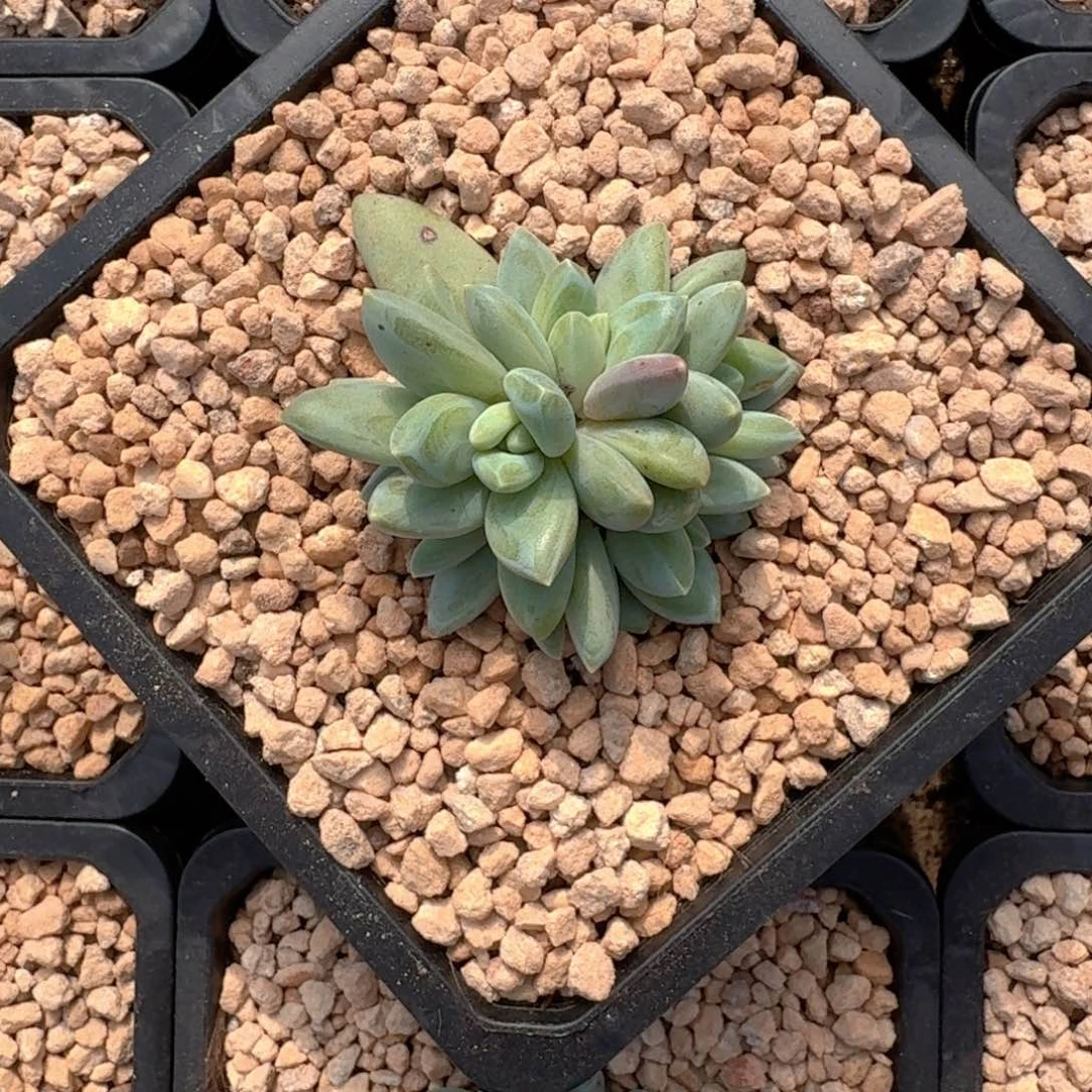 波光 叶插 5头  一物一拍