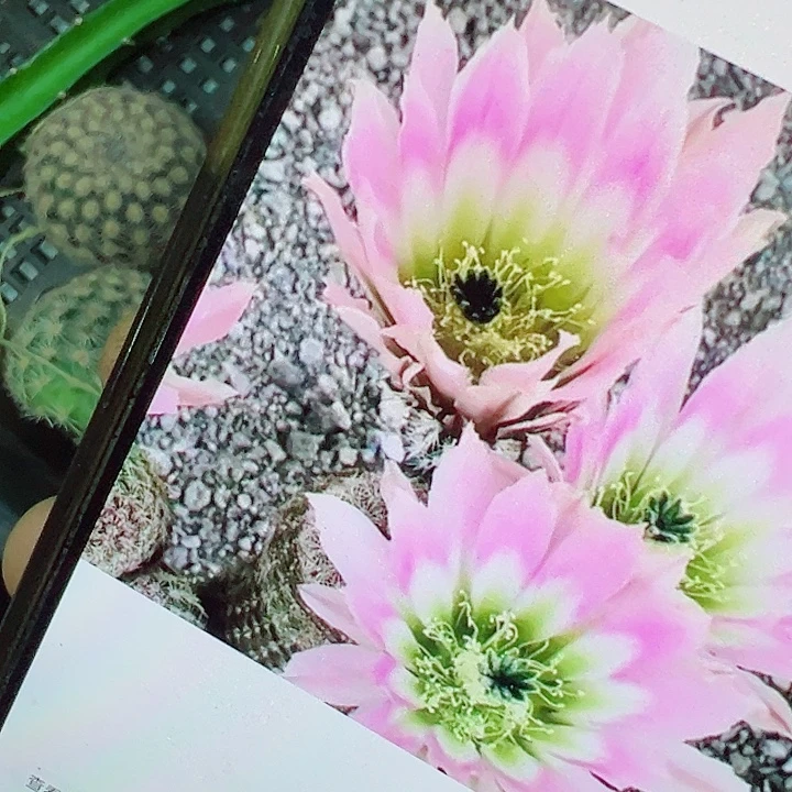 彩虹虾 侧芽 厘米 满20包邮