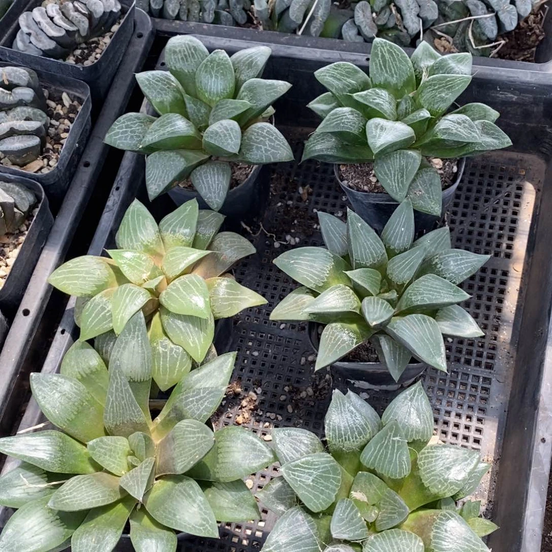 640 一颗实生超大寿 超级福利