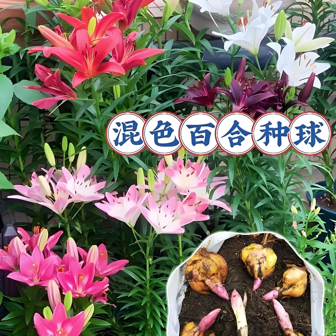 进口香水百合室内外四季种植耐寒耐热百合花种球单瓣带芽发货
