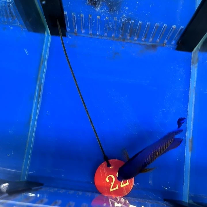 蓝闪电7+/3-28-22
