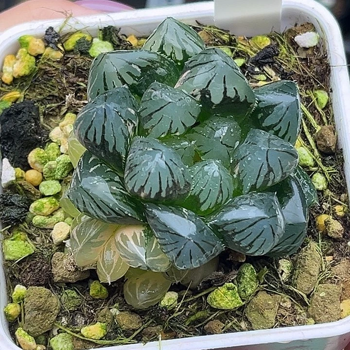 76OM玉露锦头家多肉十二卷