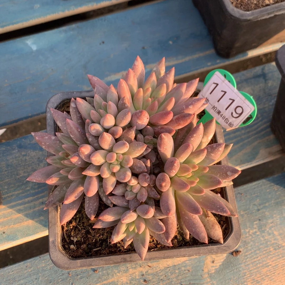 红蜻蜓无砍一物一拍1119