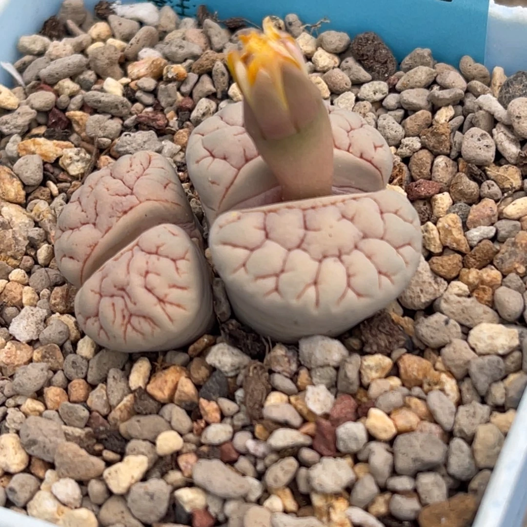 8182双头脑纹189一颗