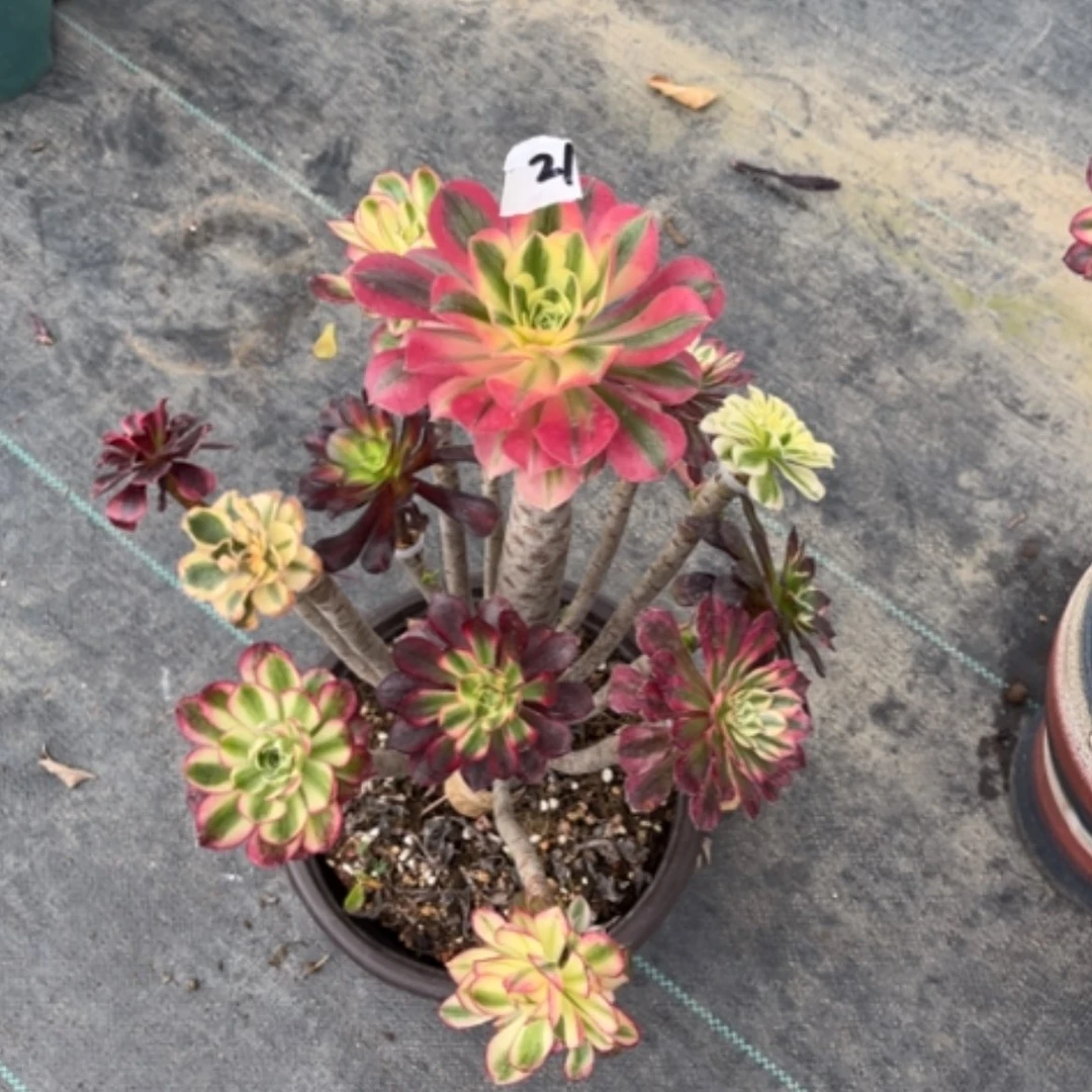 【闪购商品】21嫁接多肉法师