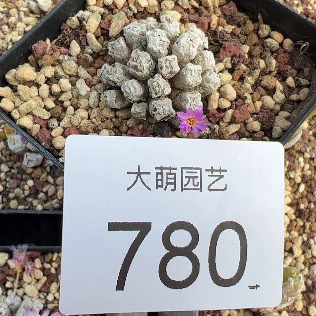 一物一拍脱土发母本方糖，780