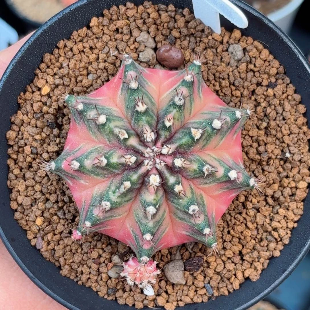 泰系爱丽丝米哈实生侧母本505