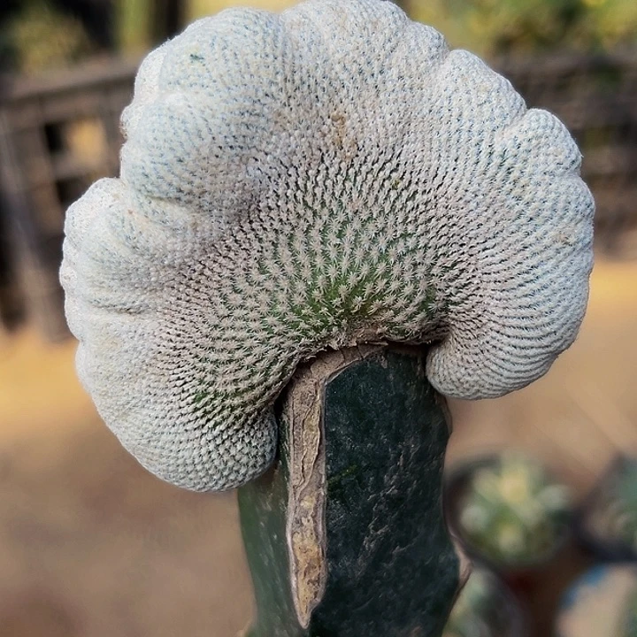 无花朵小人帽缀化886