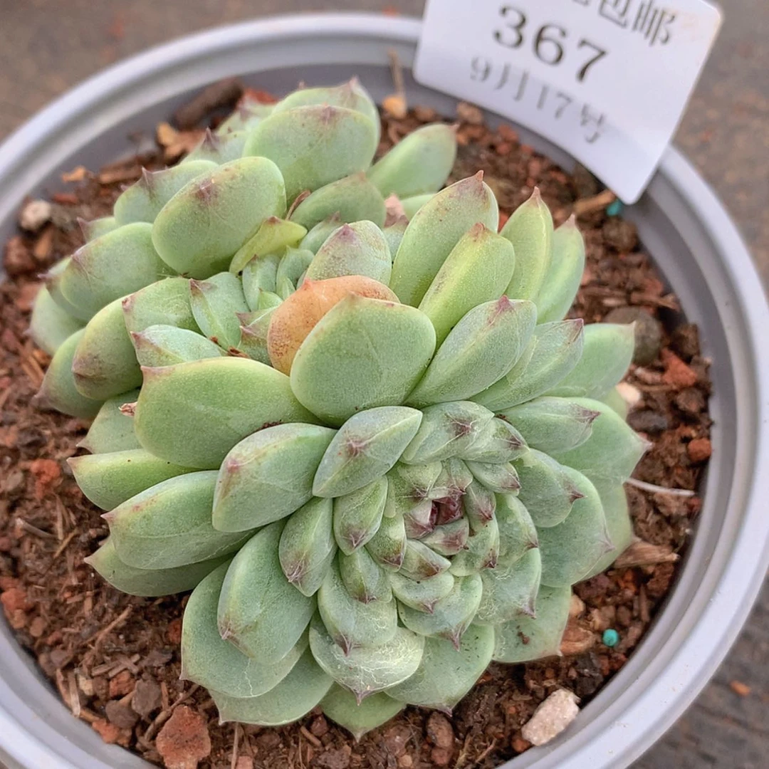 【闪购商品】云367号