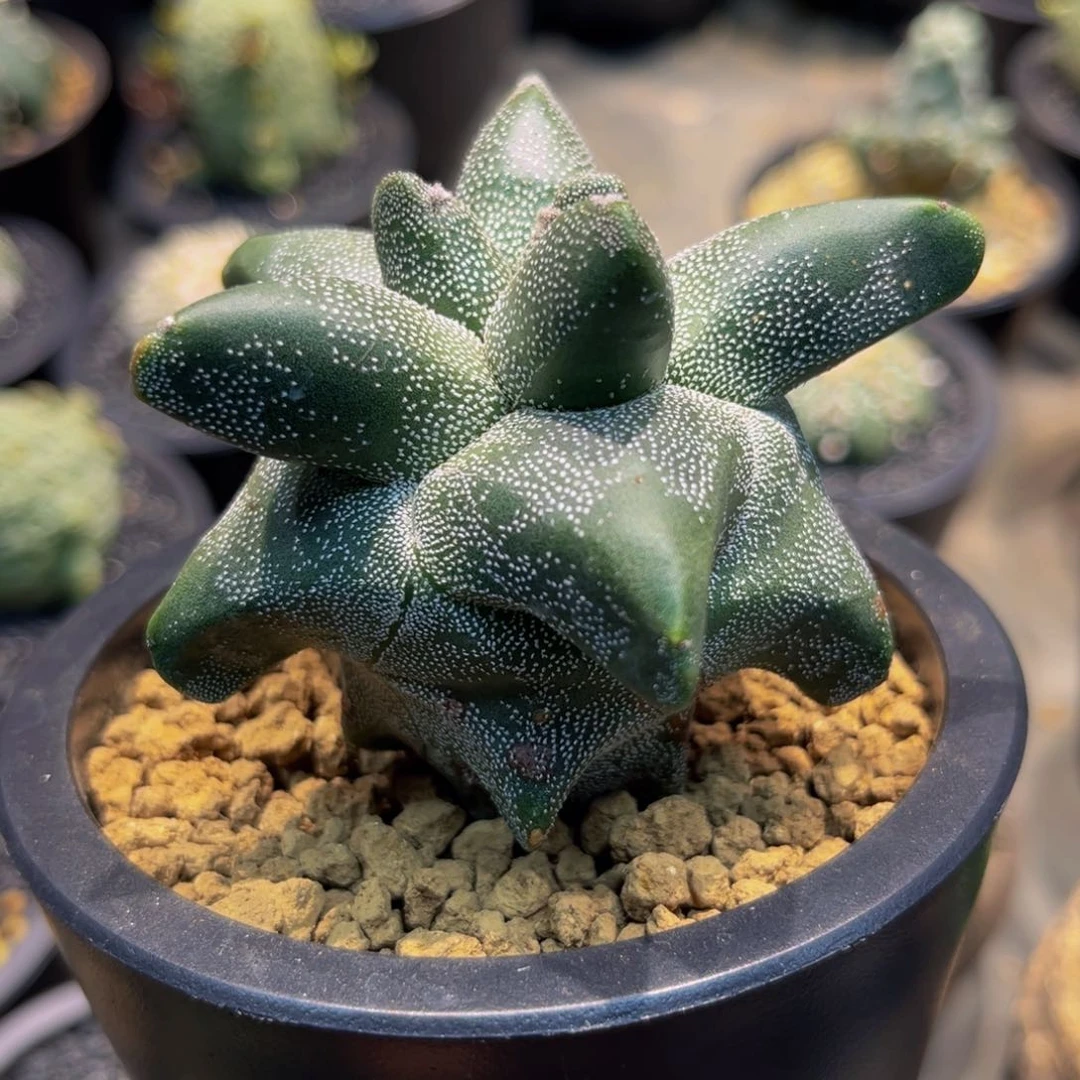 日系角尤鸾凤玉实生