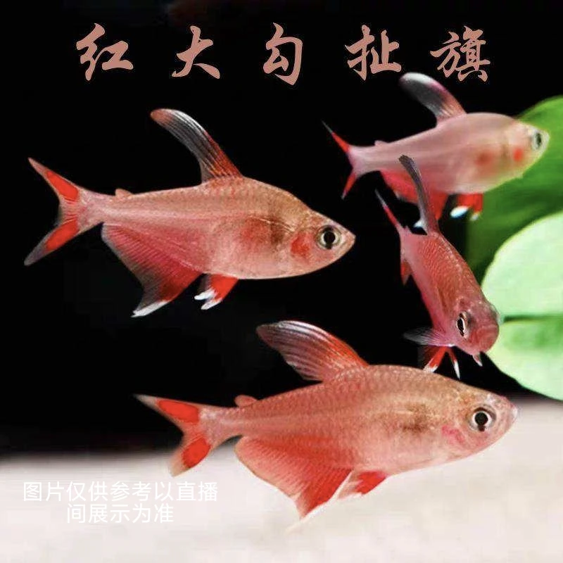 ［红大钩扯鳍］灯科鱼草缸群游热带观赏鱼活体发货
