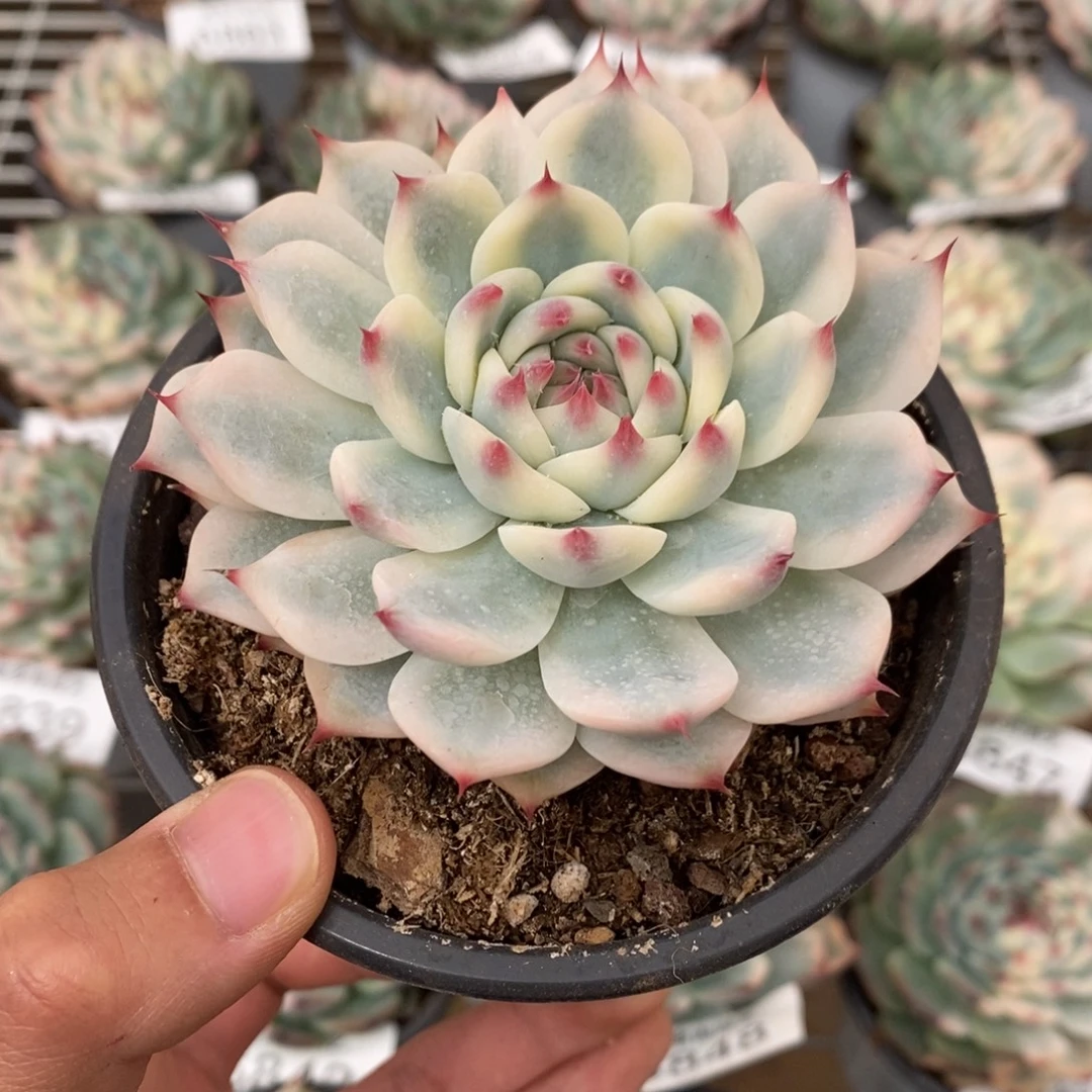 吉娃娃锦多肉植物6871
