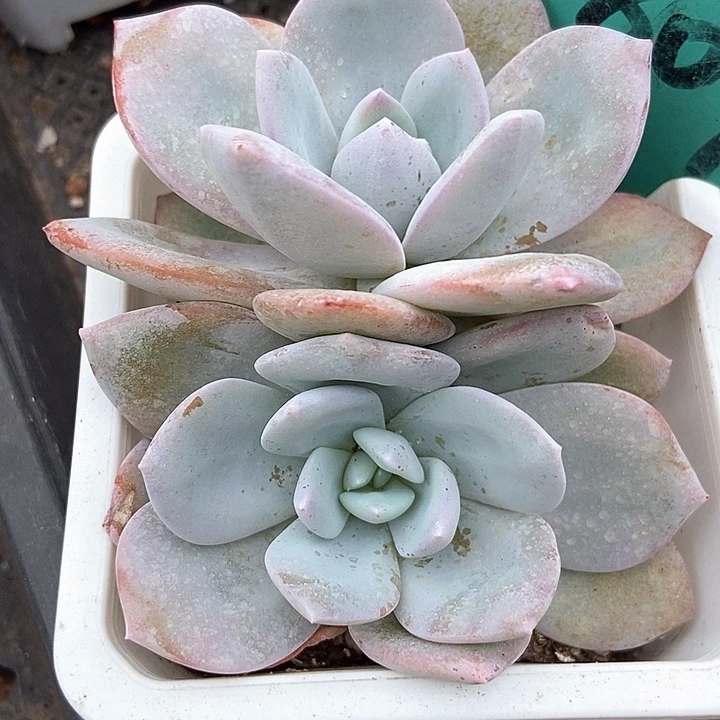 多肉植物韩版奶茶809
