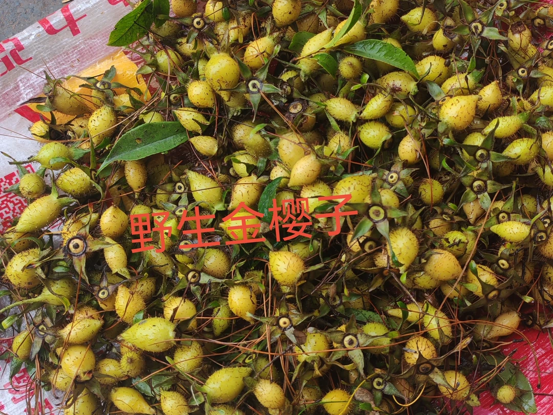 湖南大山新鲜采摘鲜果金樱子青黄桃果，现摘现发