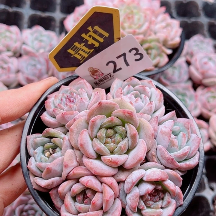 多肉植物多肉植物