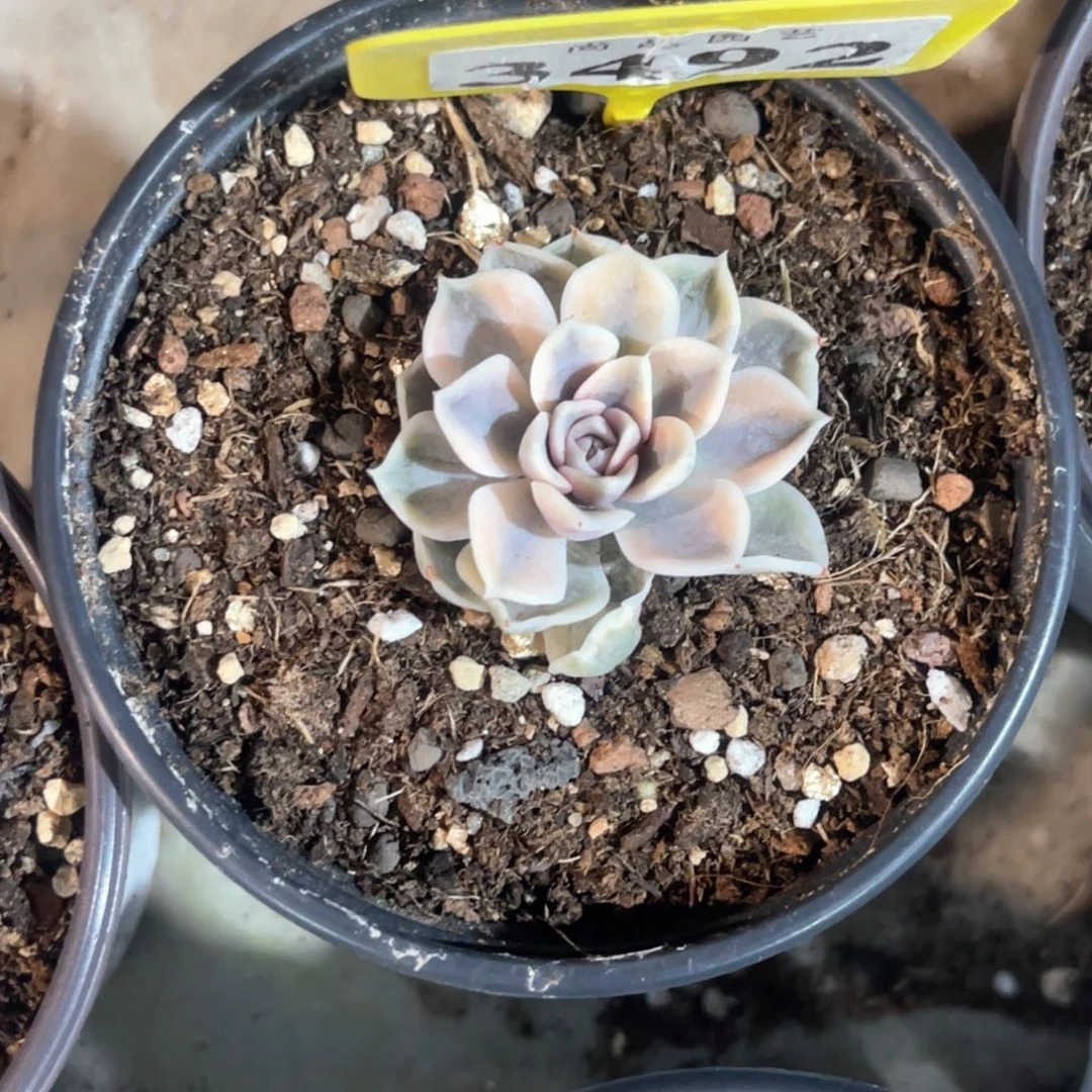 （**觅多肉植物汉堡锦3492