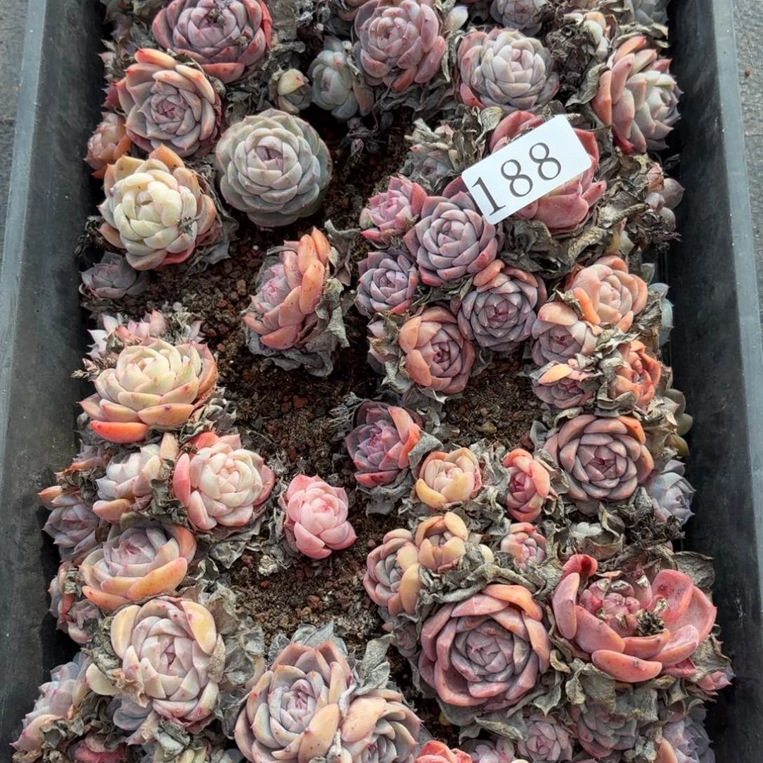 私***ん多肉植物多肉植物188