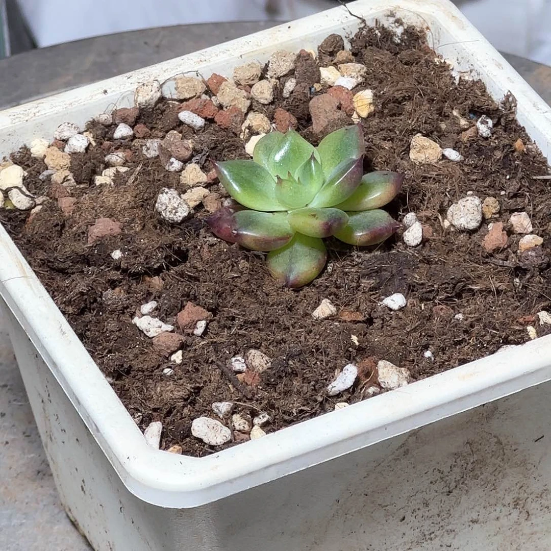 皮蛋锦多肉植物1111