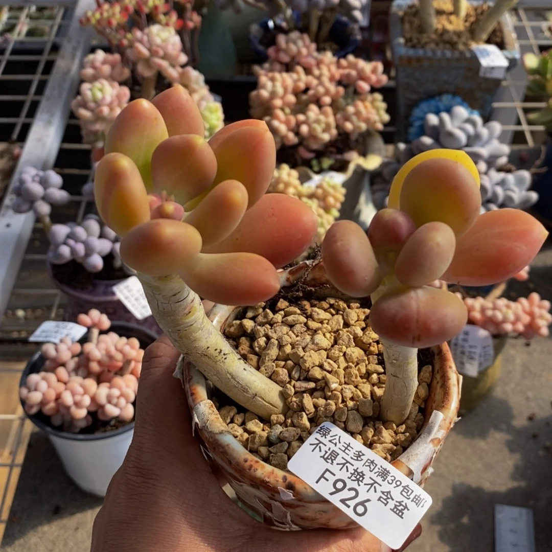 金蟾926/10cm多肉