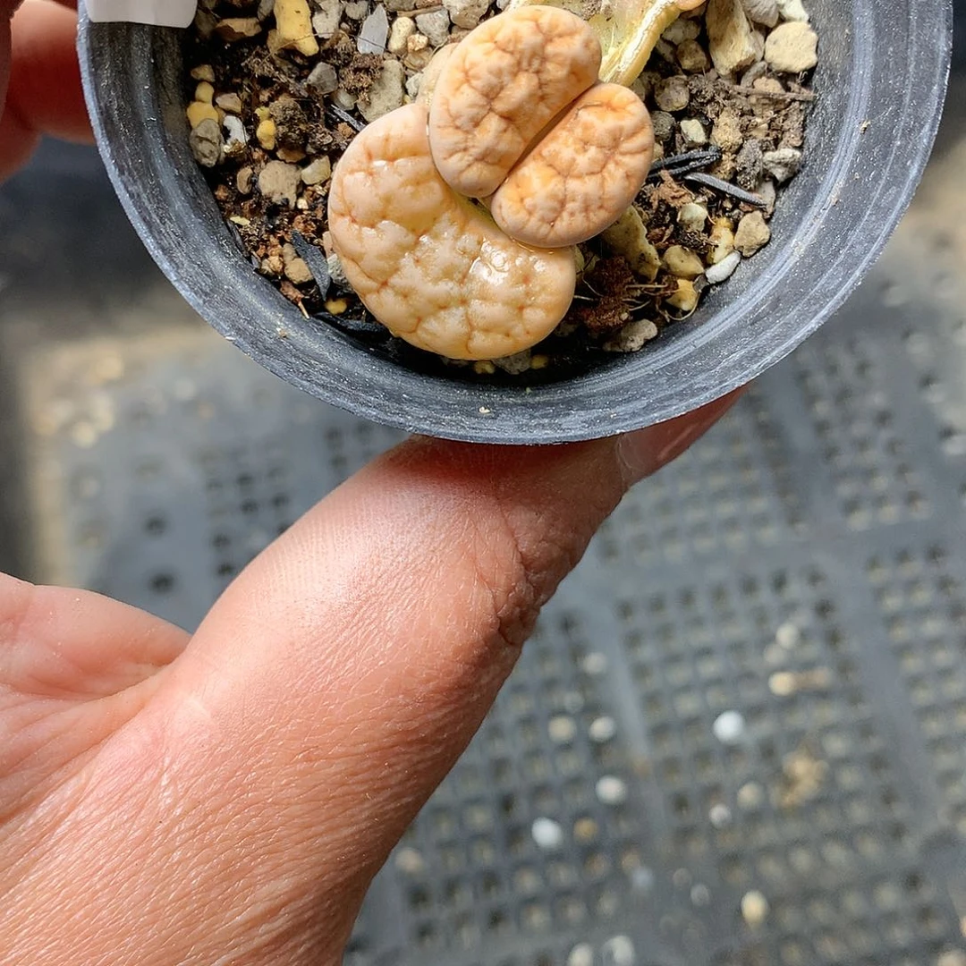 K727多肉植物保护研究所