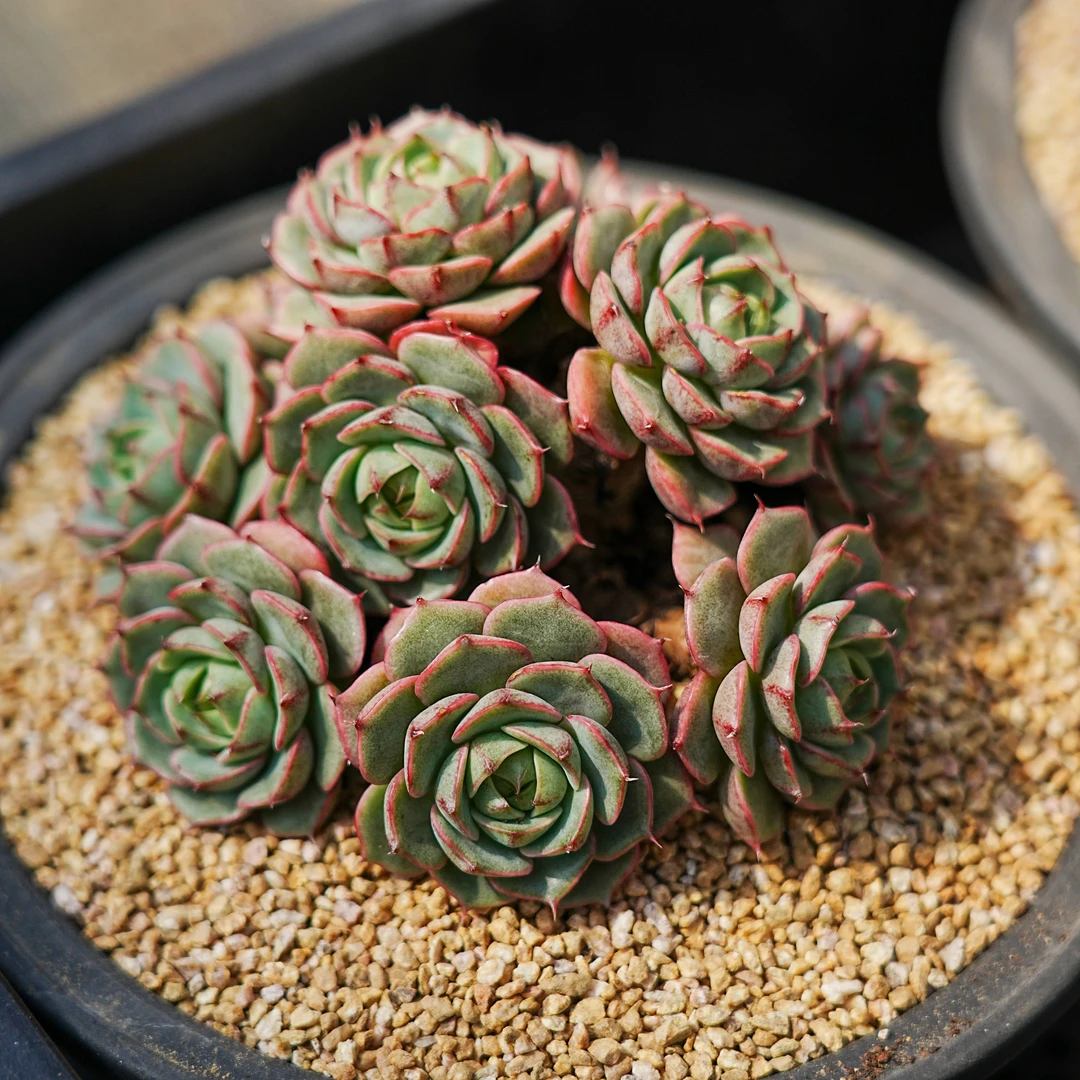 0125-本巴蒂斯-从前慢花园东云系多肉植物