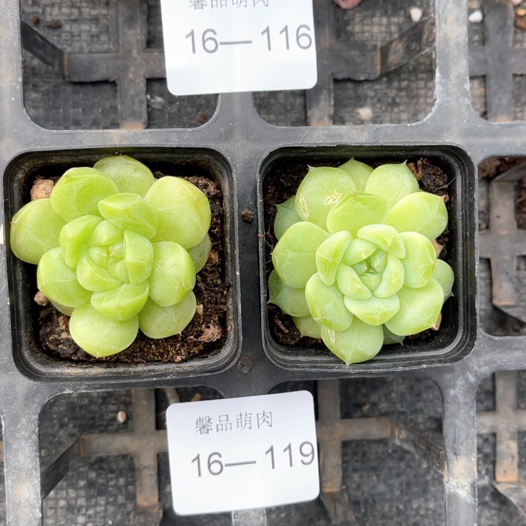 小白盆一物一拍16-119