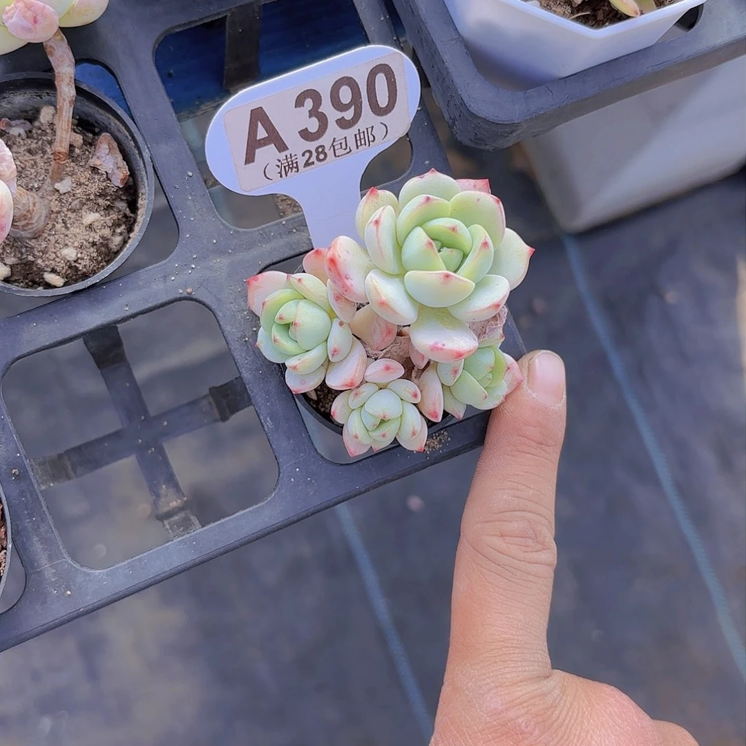 A390香草一物一拍