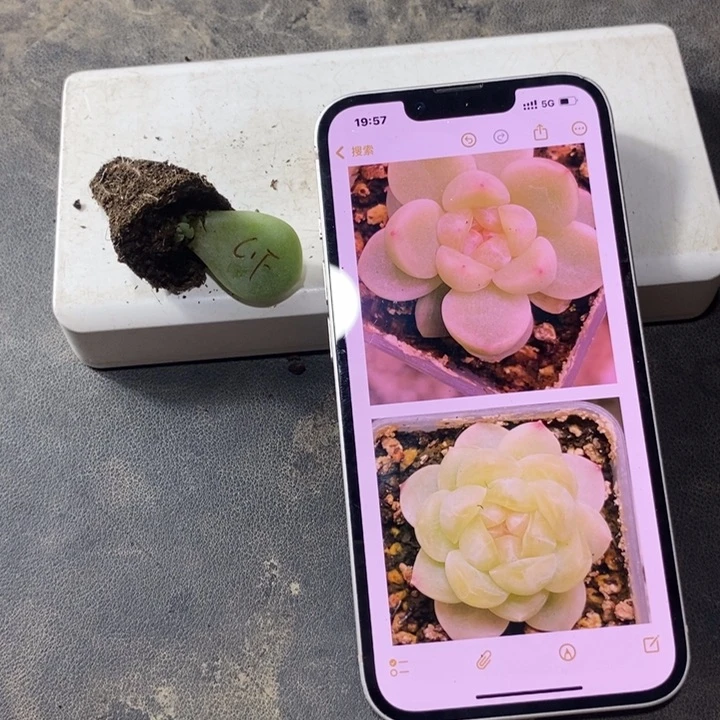 财富F芽苗一个多肉