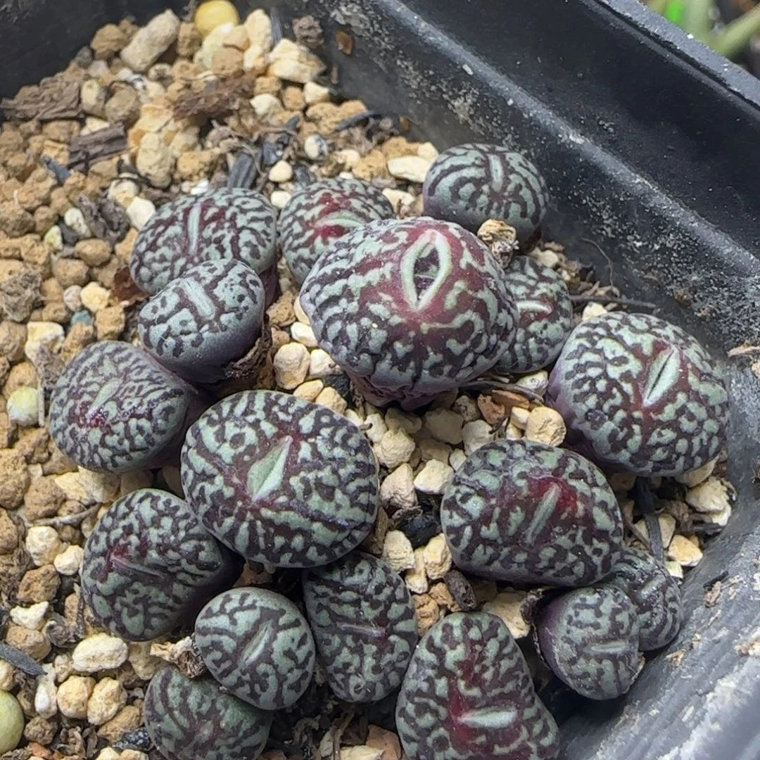 粗纹超墨群20头多肉831