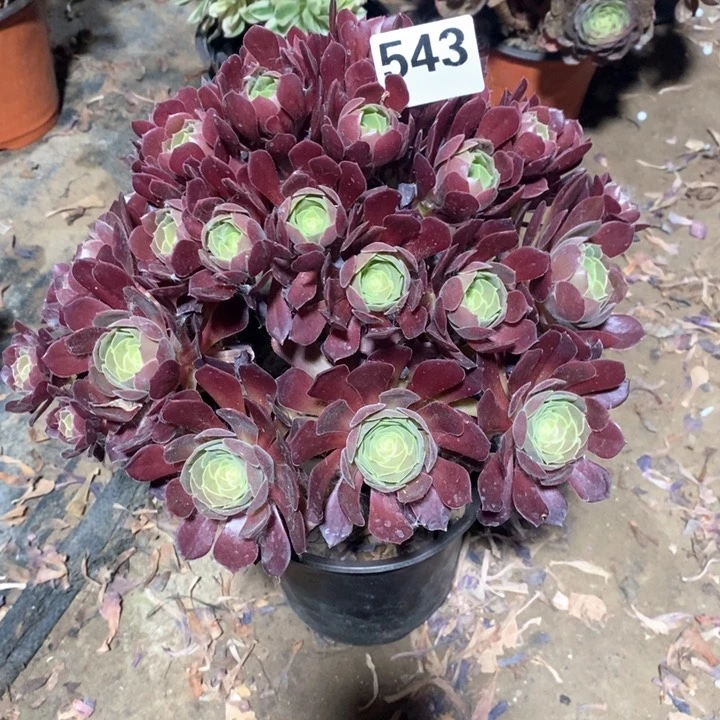 法师植物一物一拍543