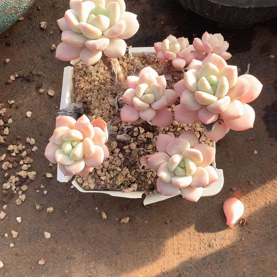 841拉丝雨 一物一拍多肉