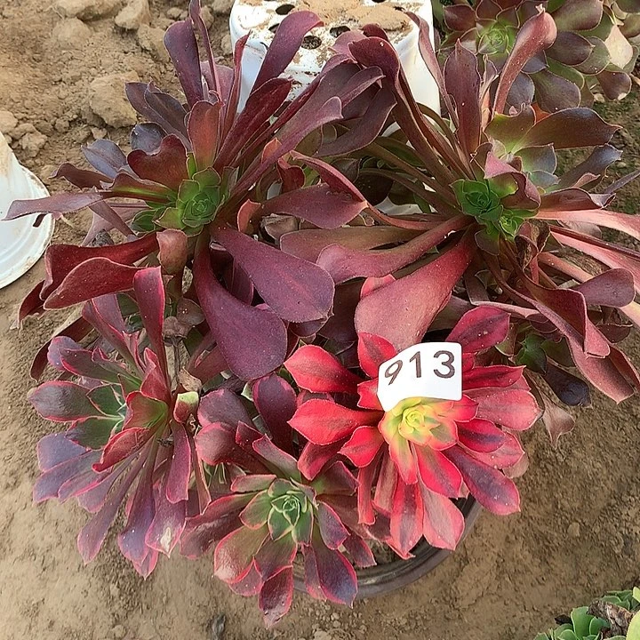 无花朵913金丝缺阴阳南