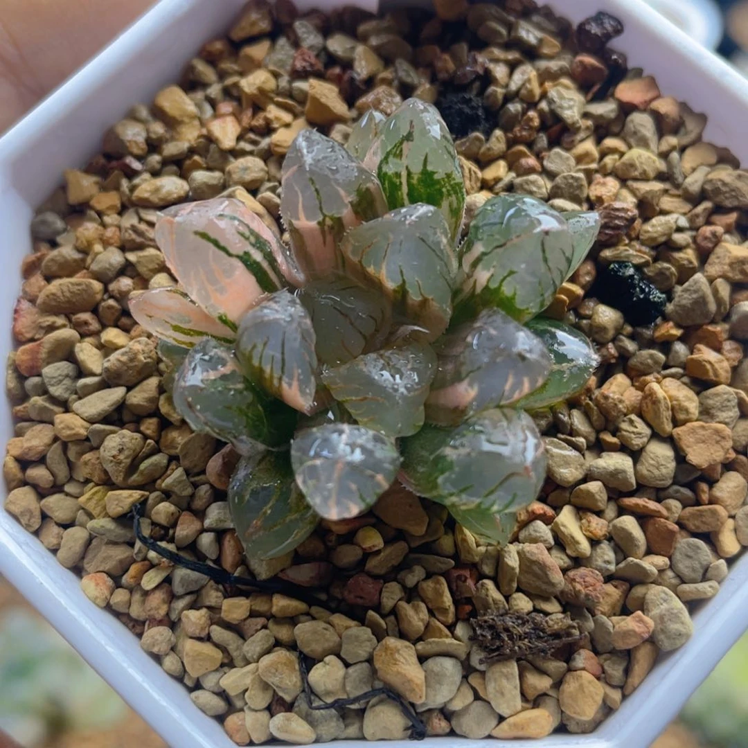 20.十二卷多肉非组红太阳玉露锦。