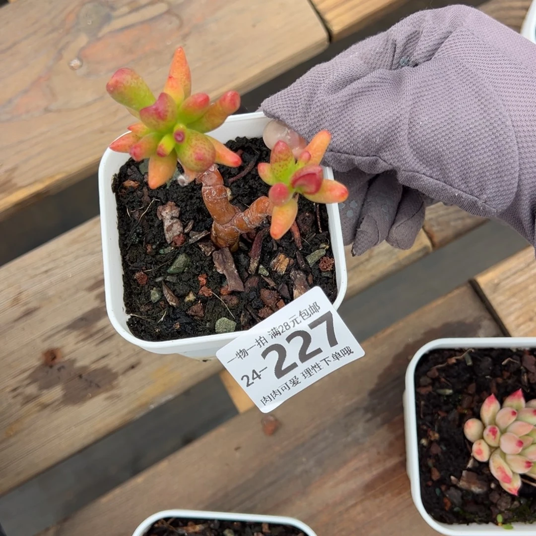 灰**带吸财树多肉多肉多肉多肉