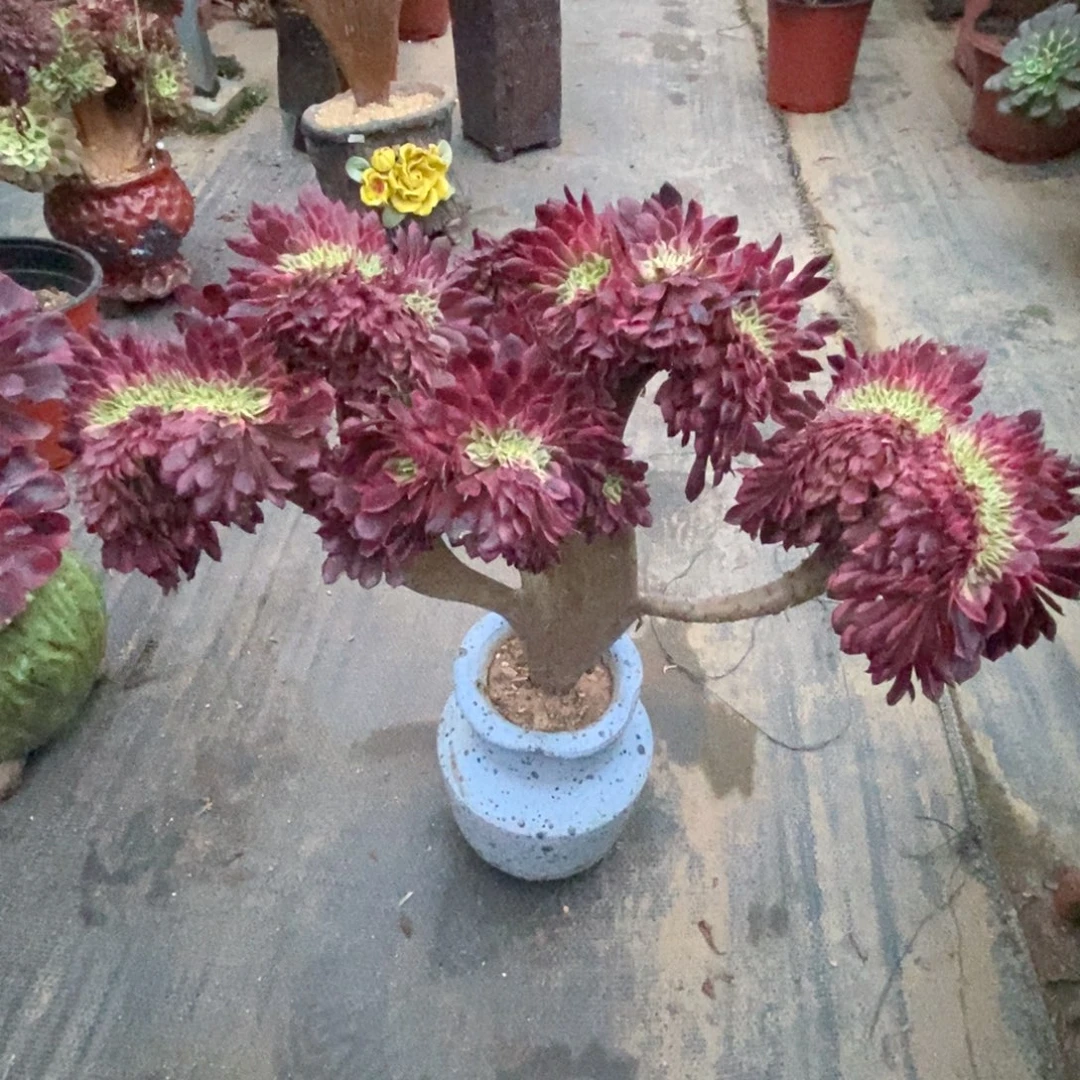 无花朵红铜湖超白