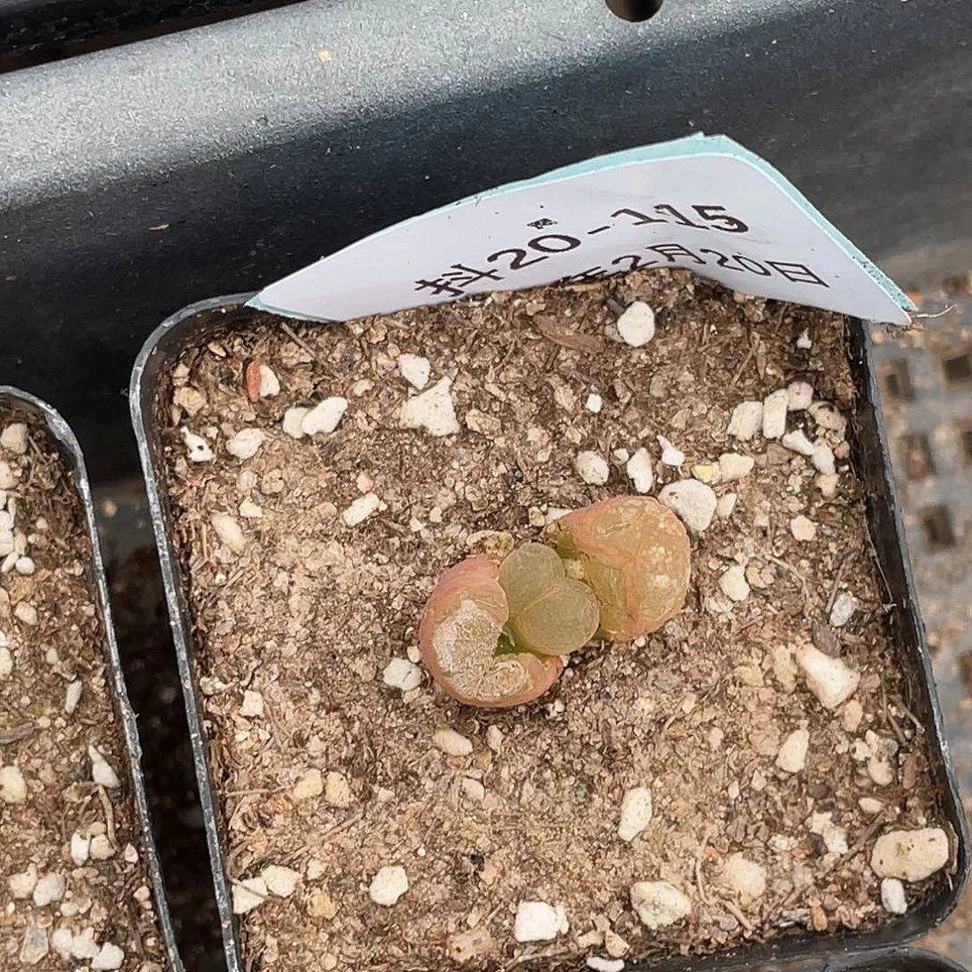 姬**君20-115肉锥多肉植物