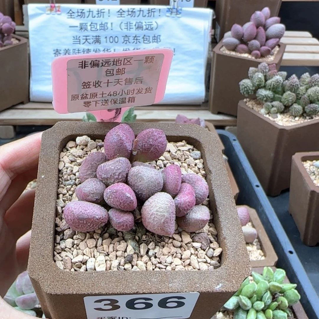 366夏娃多肉植物