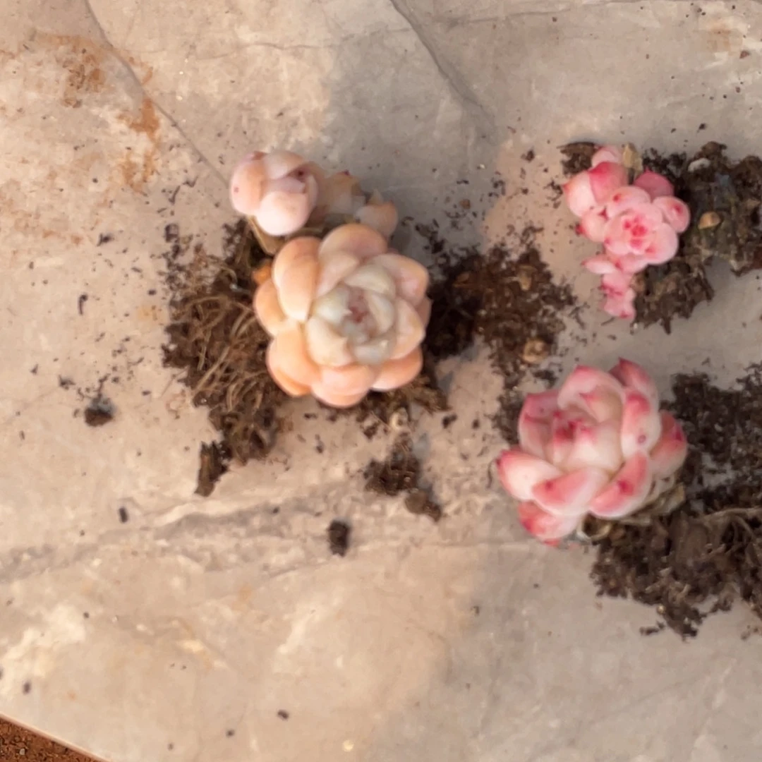 麂***多肉三颗寄养宝贝专拍