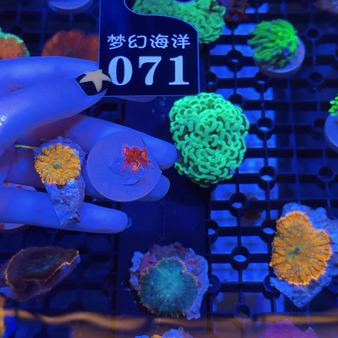 71号菠萝的马蹄菇和金箔藻