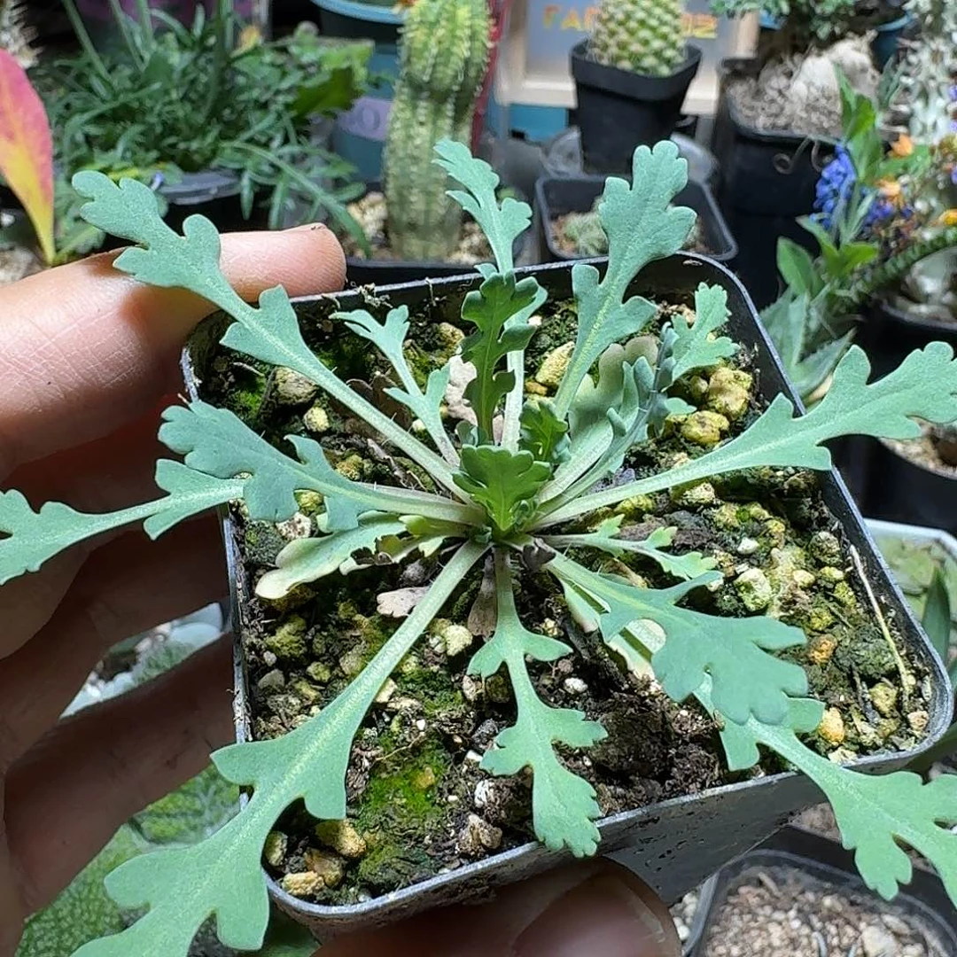 365黑魔法虞美人带盆发货一个随机