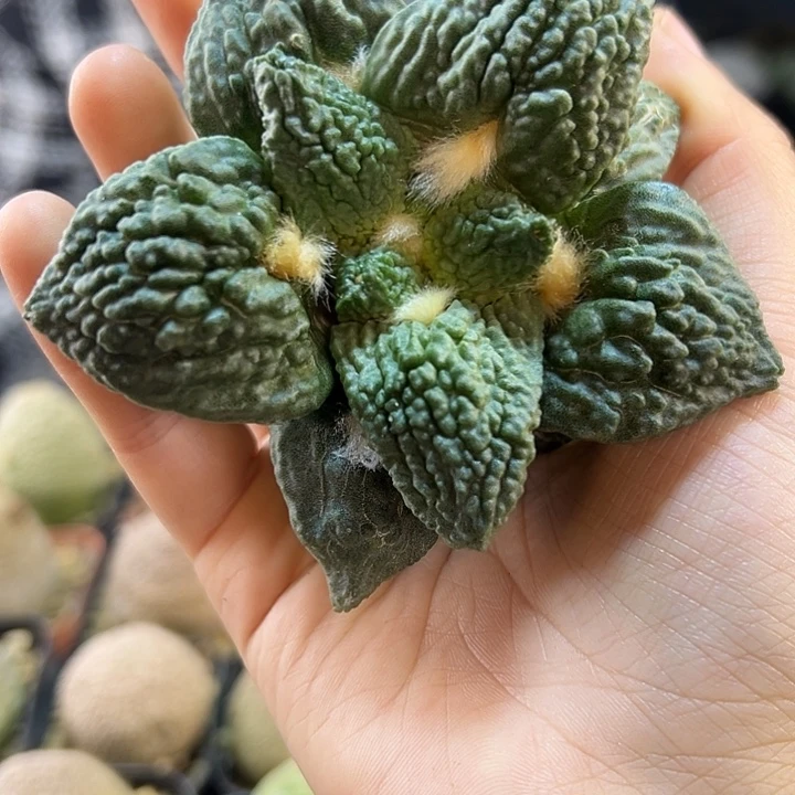 3号根芽哥怒9公分