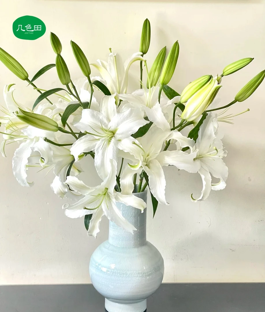 多头白雪公主----单瓣百合（3枝）云南直发鲜花