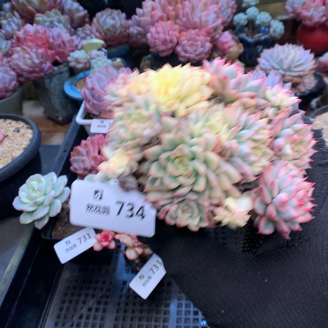734女雏锦多肉植物6666