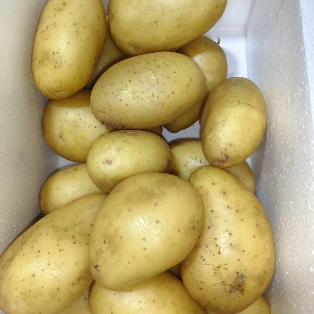 土豆 顺义本地绿奥蔬菜合作社黄心土豆口感细腻沙糯粉面