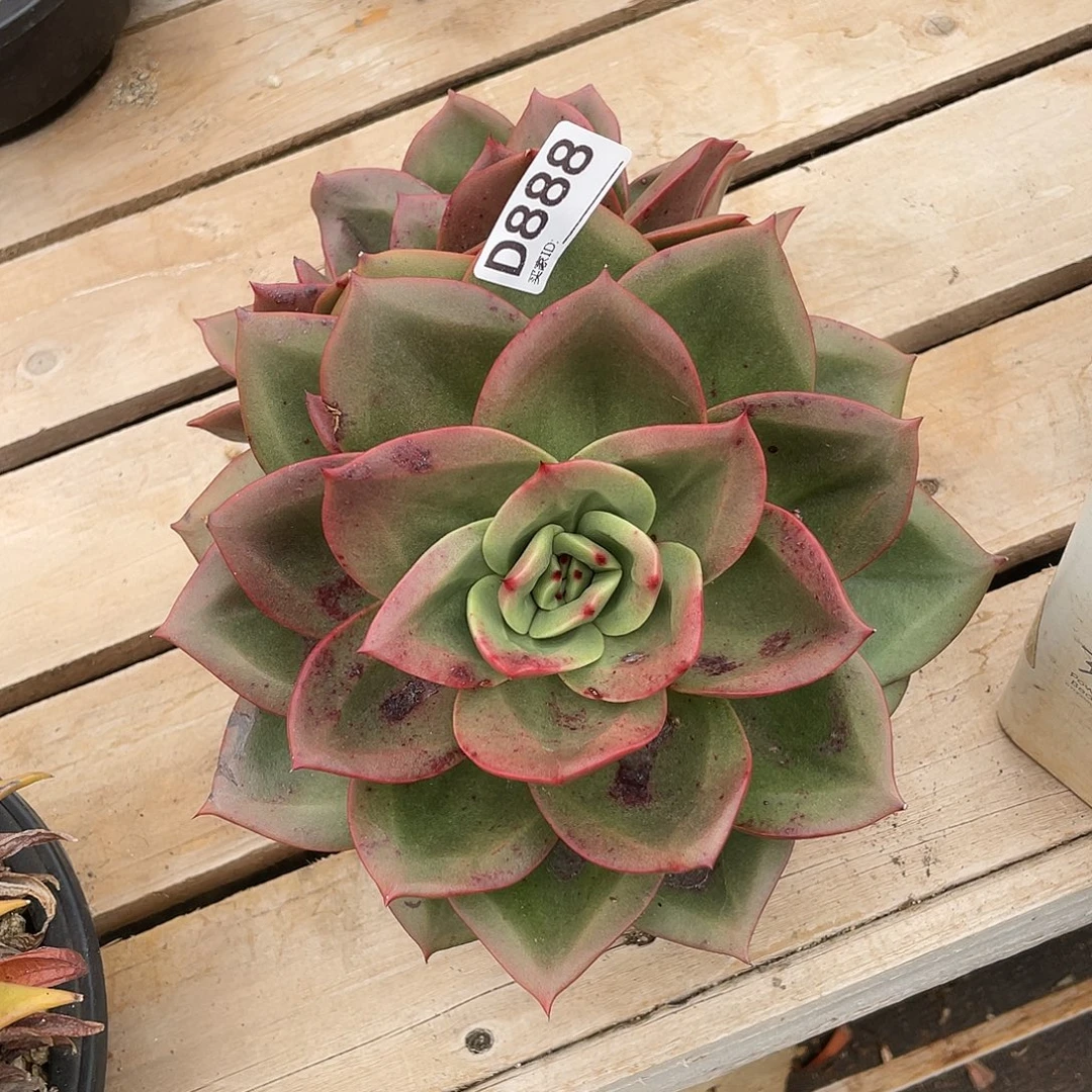 若如东云组拍D888