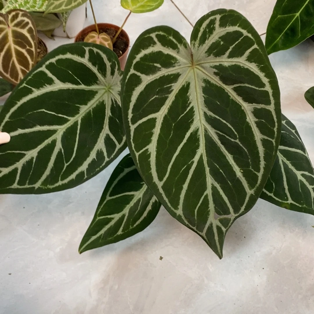 不开花植物银豹豹