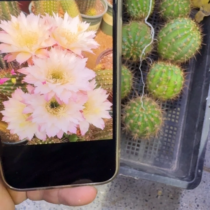 363Ts126歪无根侧牙5公分左右，20包邮