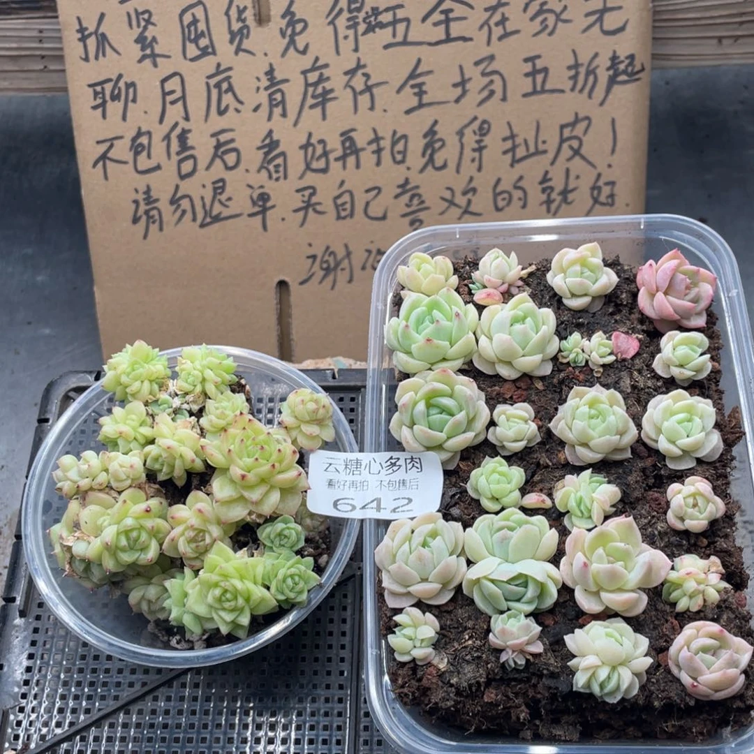 云糖心多肉植物642