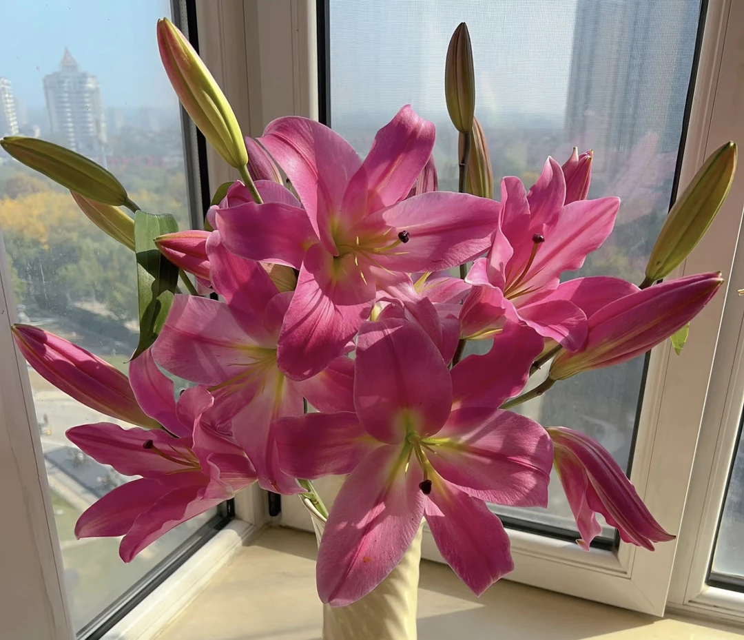 单瓣香水百合～罗宾～云南基地直发～顺丰冷链～当天发货