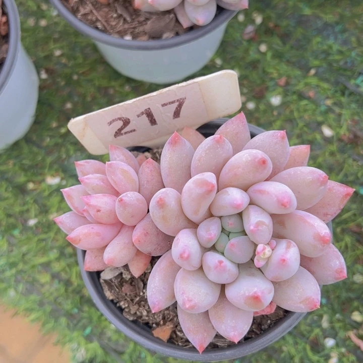 健健康康平平安安